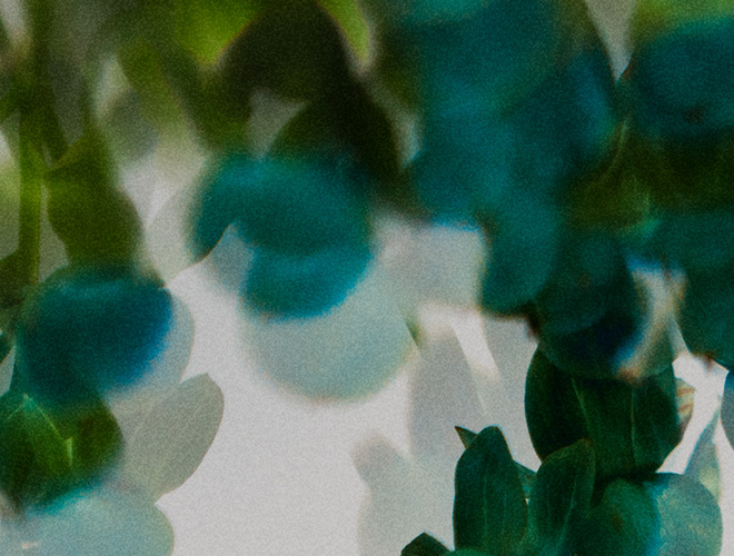 Cleo+Coco - Extra Strength Deodorant - Basil Mint