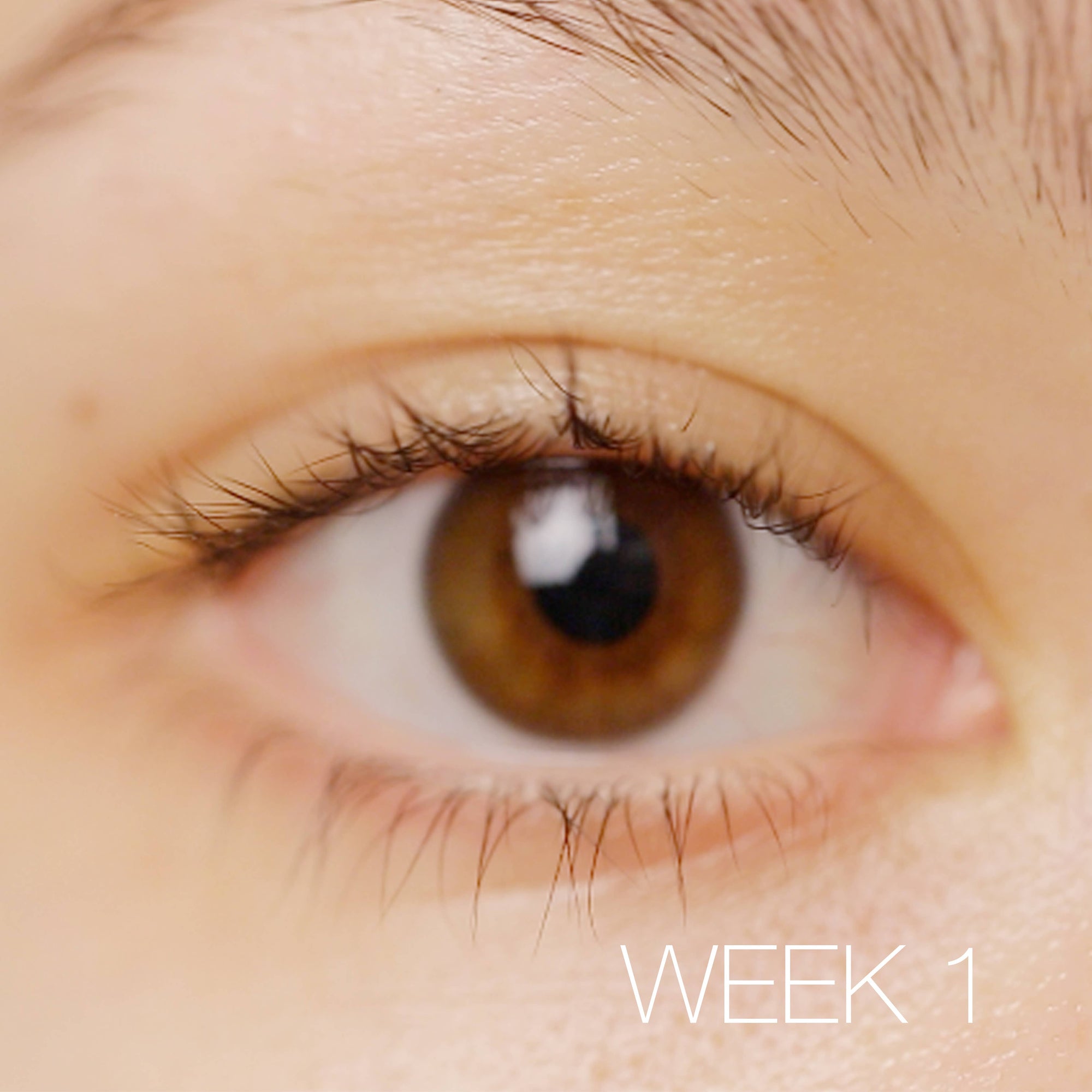 Lashfood - Lash Essentials To-Gro Trio