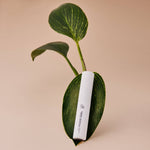 Lashfood - Eyelash Enhancing Serum, 2.5 Month Supply