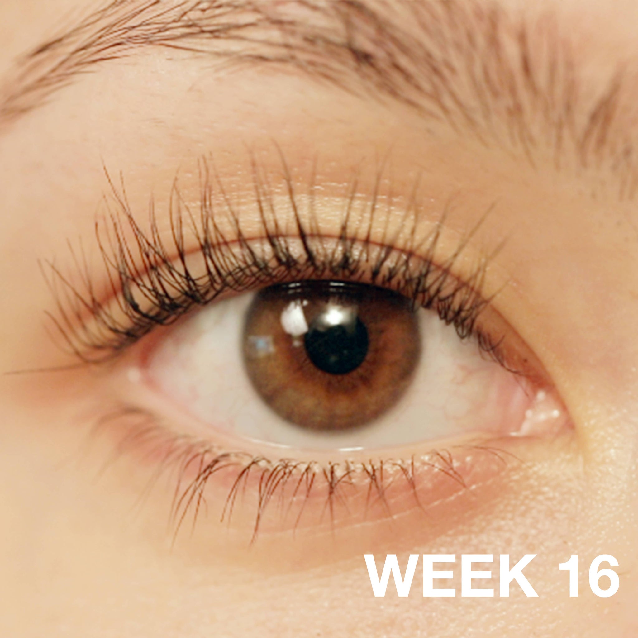 Lashfood - Lash Essentials To-Gro Trio