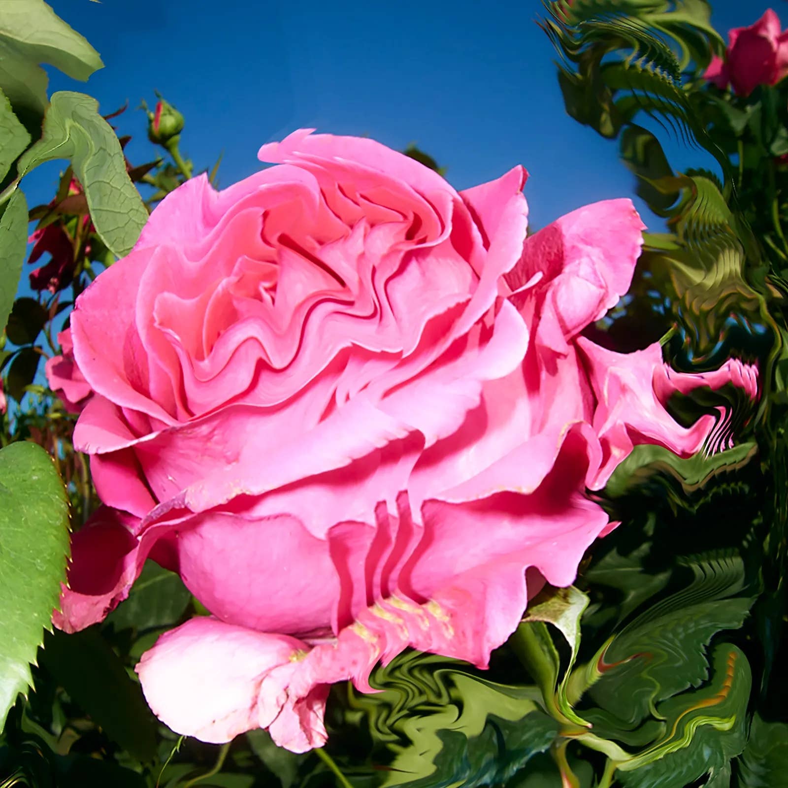 monks - Atlas Rose Deodorant Spray